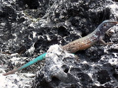 Bonaire Island Whiptail Lizard photo 2