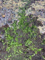 Ulva californica