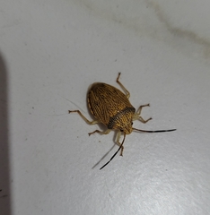 Antiteuchus macraspis