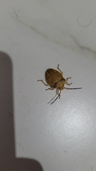 Antiteuchus macraspis