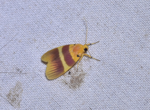 Euthyone perbella