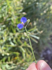Comesperma sphaerocarpum