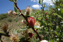 Salix brachycarpa