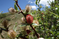 Salix brachycarpa