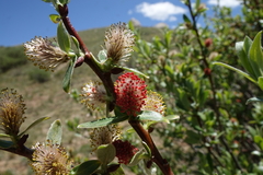 Salix brachycarpa