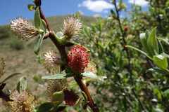 Salix brachycarpa