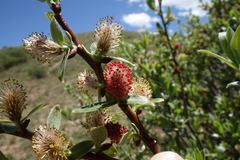 Salix brachycarpa