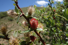 Salix brachycarpa