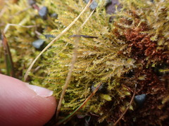 Imbribryum subapiculatum