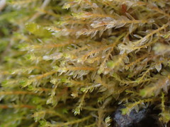 Imbribryum subapiculatum