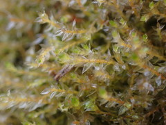 Imbribryum subapiculatum