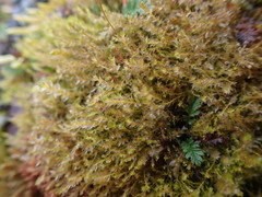 Imbribryum subapiculatum