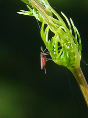 Rhopalomyia tripleurospermi