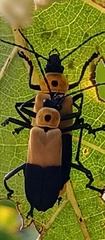 Chauliognathus heros