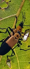 Chauliognathus heros