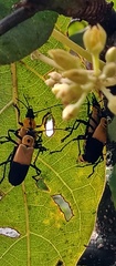 Chauliognathus heros