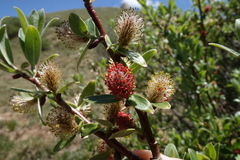 Salix brachycarpa