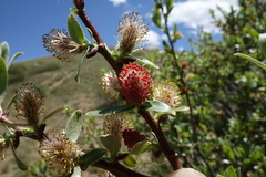 Salix brachycarpa