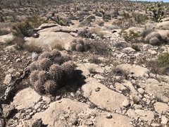 Homalocephala polycephala