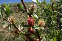 Salix brachycarpa