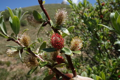 Salix brachycarpa