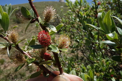 Salix brachycarpa