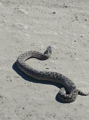 Bothrops ammodytoides