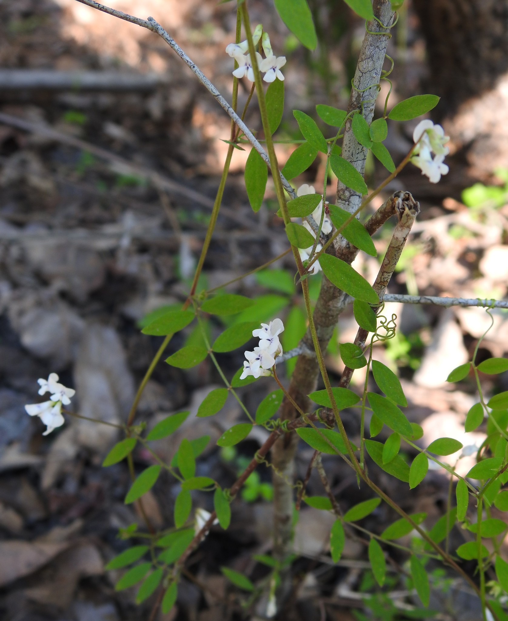 Vicia floridana