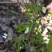 Vicia floridana - Photo (c) saltyhiker, algunos derechos reservados (CC BY)