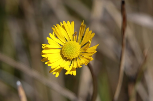 Image of Helenium vernale by (c) Kim, some rights reserved (CC BY)