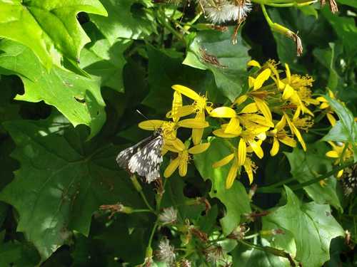 Senecio tamoides image