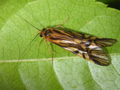 Macrostemum radiatum