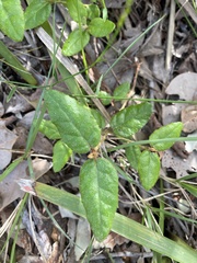 Correa reflexa speciosa