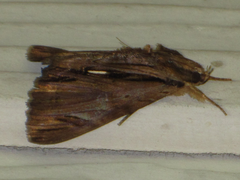 Ercheia niveostrigata