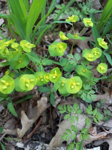 Image of Roemer's spurge by (c) Cyrus Harp, some rights reserved (CC BY-SA)