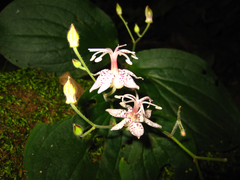 Tricyrtis macropoda