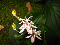 Tricyrtis macropoda