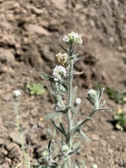 Cryptantha muricata