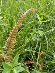 Austroblechnum