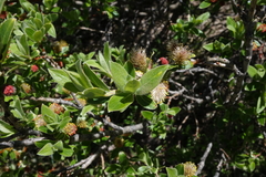 Salix brachycarpa