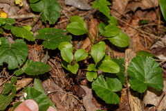 Orthilia secunda