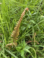 Austroblechnum