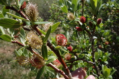 Salix brachycarpa