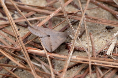 Argyrostrotis flavistriaria