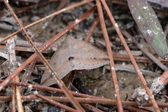 Argyrostrotis flavistriaria