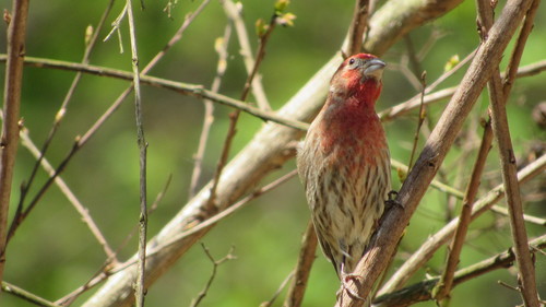 Camachuelo mexicano (Haemorhous mexicanus)