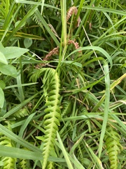 Austroblechnum