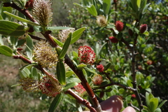 Salix brachycarpa