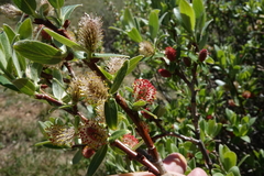 Salix brachycarpa