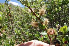 Salix brachycarpa